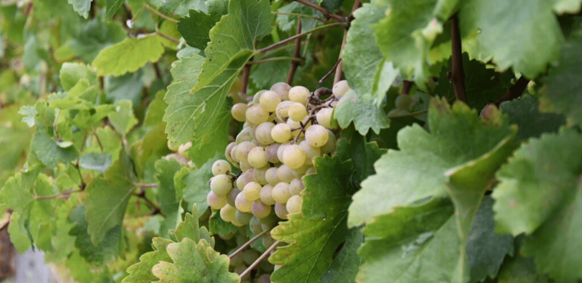 voliotiko_tsipouro_zvoura.gr