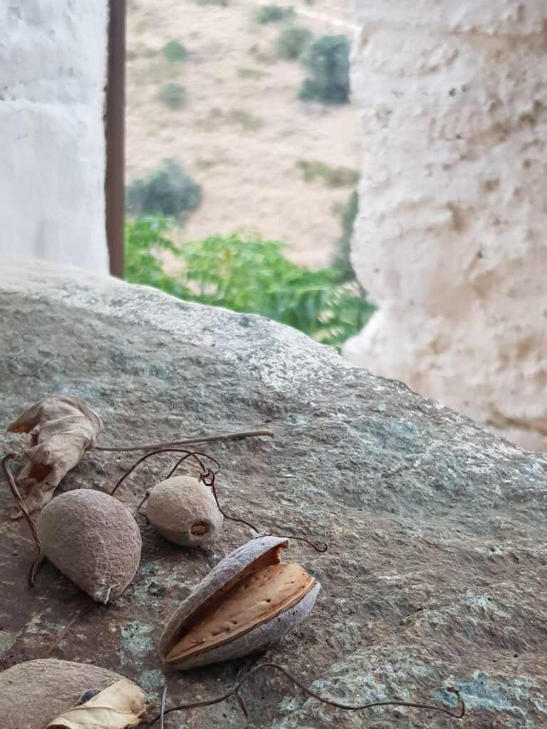 Συλλογή αμυγδάλων στη Τζιά