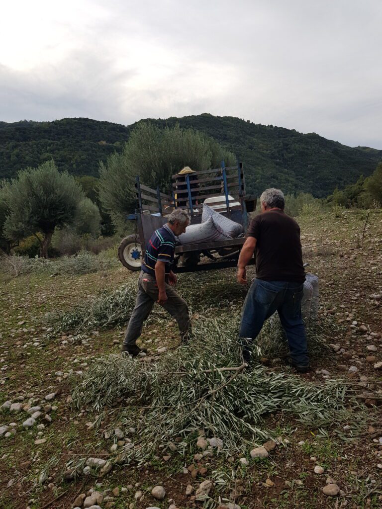 Φόρτωμα ελιάς στο τρακτέρ