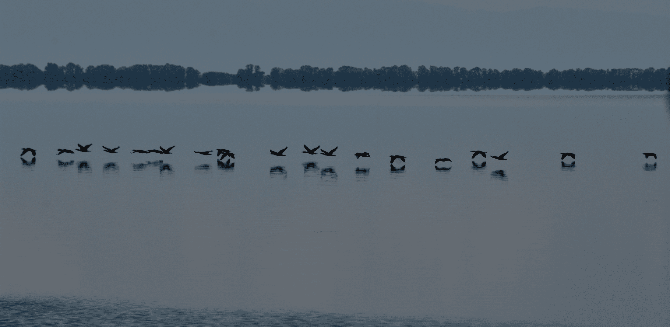 Αποστολή στη Λίμνη Κερκίνη: Χορεύοντας με τα πουλιά της Κερκίνης_zvoura.gr