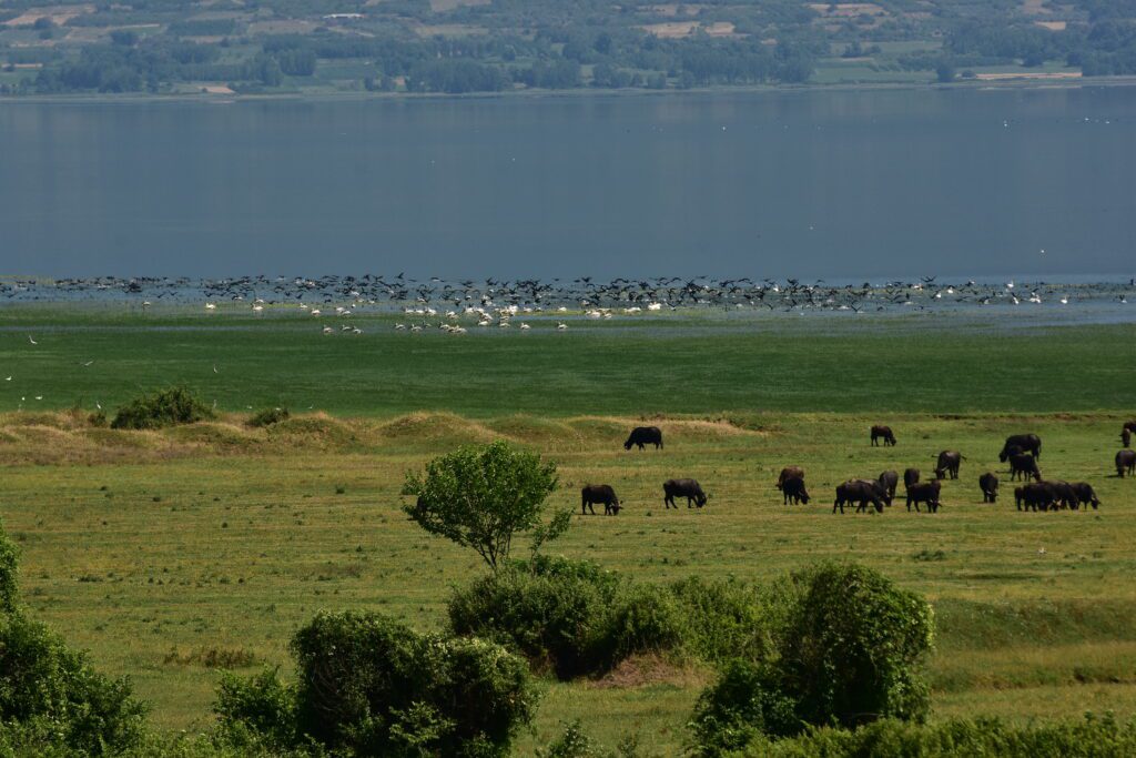 Η εναλλαγή της στάθμης του νερού δημιουργεί έδαφος πλούσιο στην κτηνοτροφική αλυσίδα_zvoura.gr