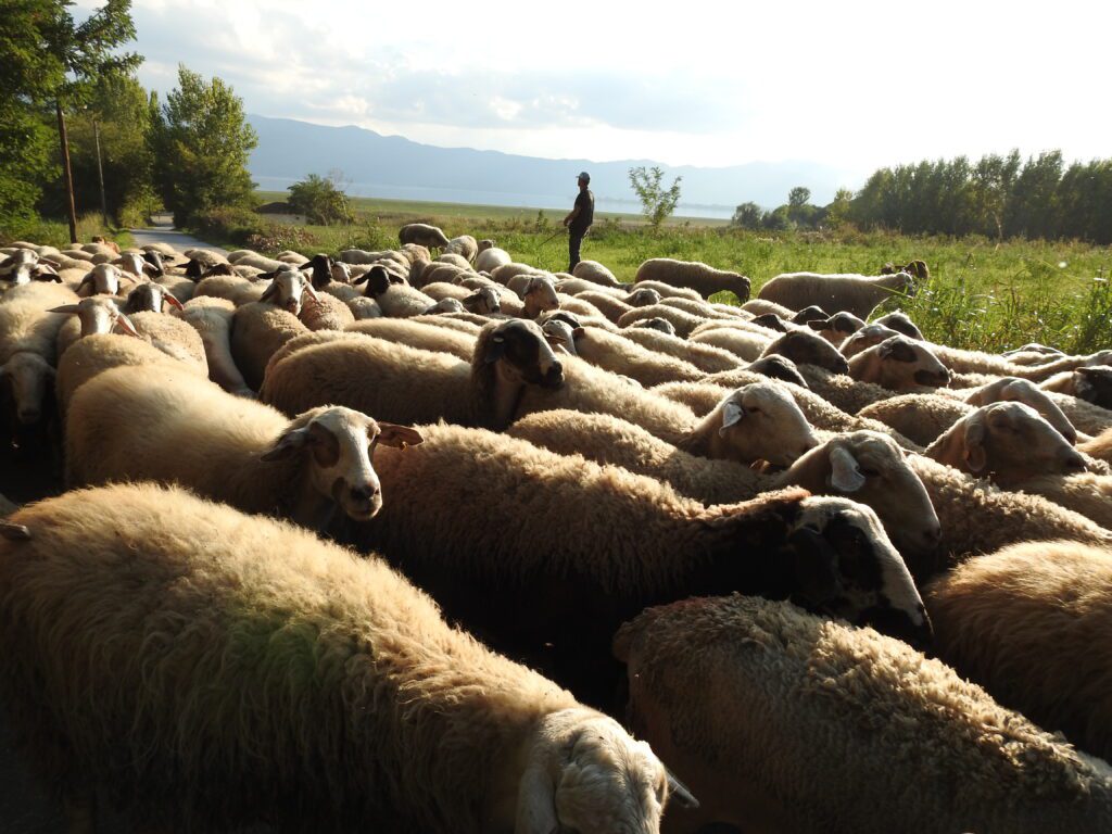 Οι κτηνοτροφικές μονάδες αιγοπροβάτων βρίσκουν κι αυτές ιδανικό περιβάλλον ελεύθερης βοσκής_zvoura.gr