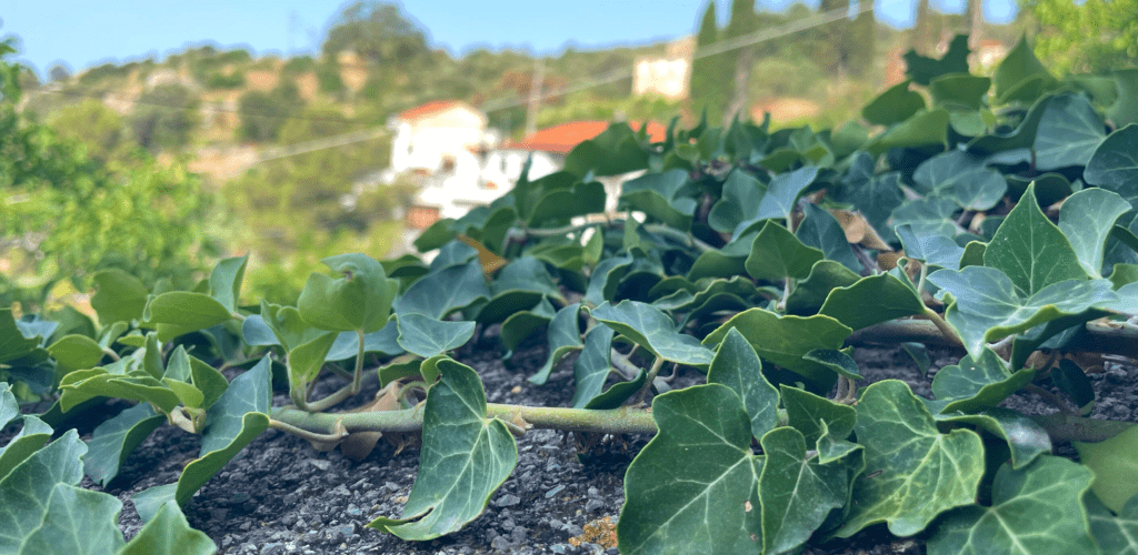 Οίτυλο Μάνης