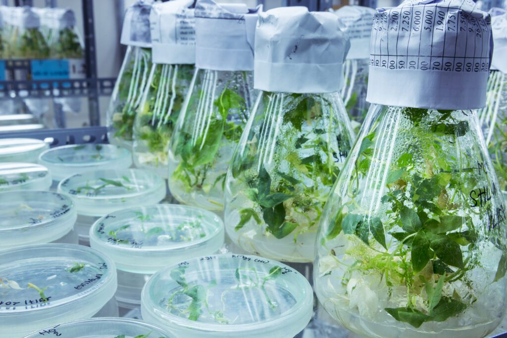 HANOI, VIETNAM, 15 AUGUST 2016: The cold storage and lab facilities for plant multiplications purposes at the offices of the International Center for Tropical Agriculture. CIAT’s mission is to reduce hunger and poverty, and improve human nutrition in the tropics through research aimed at increasing the eco-efficiency of agriculture. Backed by the Colombian government and Rockefeller, Ford, and Kellogg Foundations, CIAT was formally established in 1967 and began its research in 1969. CIAT’s staff includes about 200 scientists. Supported by a wide array of donors, the Center collaborates with hundreds of partners to conduct high-quality research and translate the results into development impact. A Board of Trustees provides oversight of CIAT’s research and financial management. CIAT develops technologies, methods, and knowledge that better enable farmers, mainly smallholders, to enhance eco-efficiency in agriculture. This makes production more competitive and profitable as well as sustainable and resilient through economically and ecologically sound use of natural resources and purchased inputs. CIAT has global responsibility for the improvement of two staplefoods, cassava and common bean, together with tropical forages for livestock. In Latin America and the Caribbean, research is conducted on rice as well. Representing diverse food groups and a key component of the world’s agricultural biodiversity, those crops are vital for global food and nutrition security. In its work on agrobiodiversity, the Center employs advanced biotechnology to accelerate crop improvement. Progress in our crop research also depends on unique collections of genetic resources– 65,000 crop samples in all – which are held in trust for humanity. Alongside its research on agrobiodiversity, CIAT works in two other areas – soils and decision and policy analysis – which cut across all tropical crops and production environments. Center soil scientists conduct research across scales