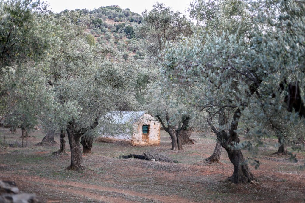 Το χρυσό λάδι της Γέρας 